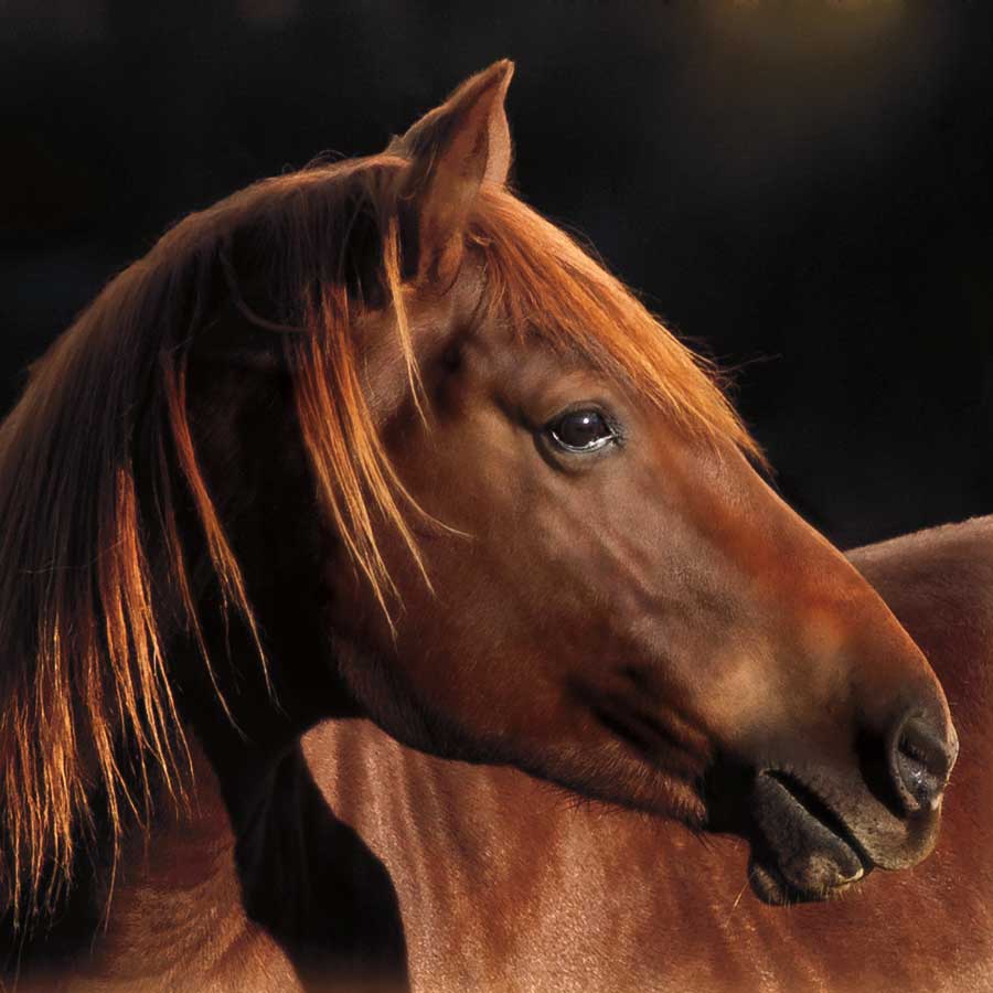 Pretty Girl by artist Wendy Caro