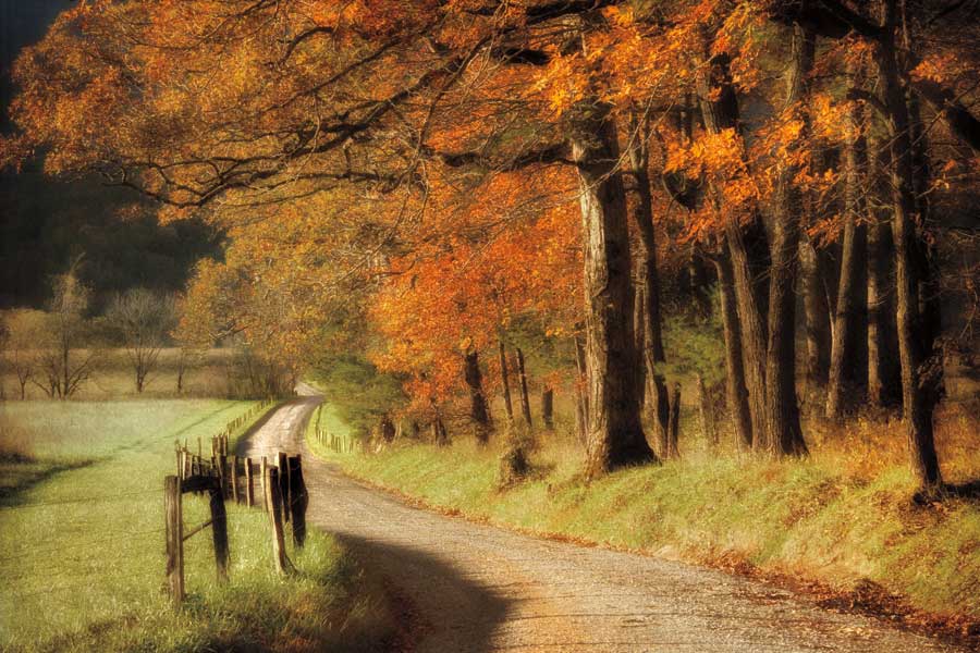 Autumn' s Morning Light by artist D. Burt