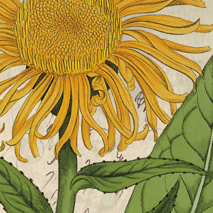 Joyful Bloom I by artist Sabine Berg