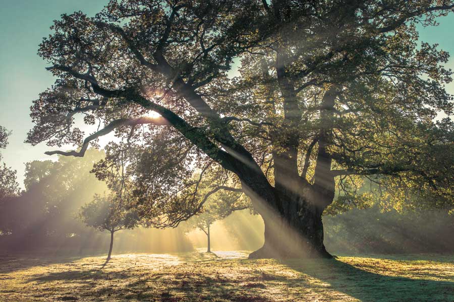 Breaking Through by artist Assaf Frank 