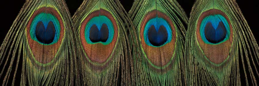 Royal Show by artist Assaf Frank 