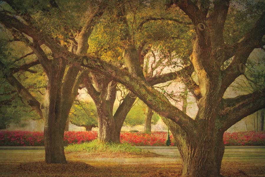 Three Oaks and Azaleas by artist William Guion