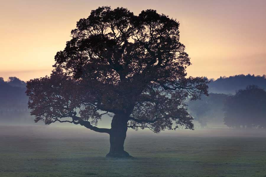 Evening Wisdom by artist Assaf Frank