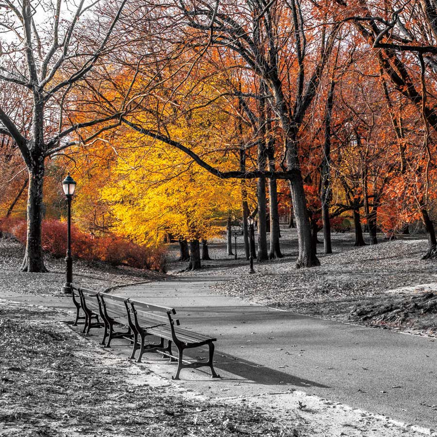 Park Pretty I by artist  Assaf Frank