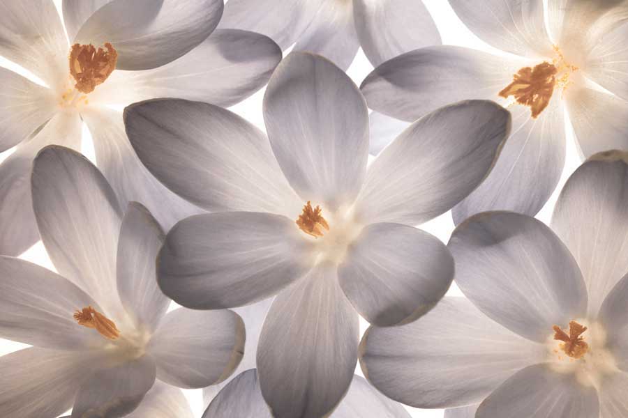 Petal Perfect by artist  Assaf Frank