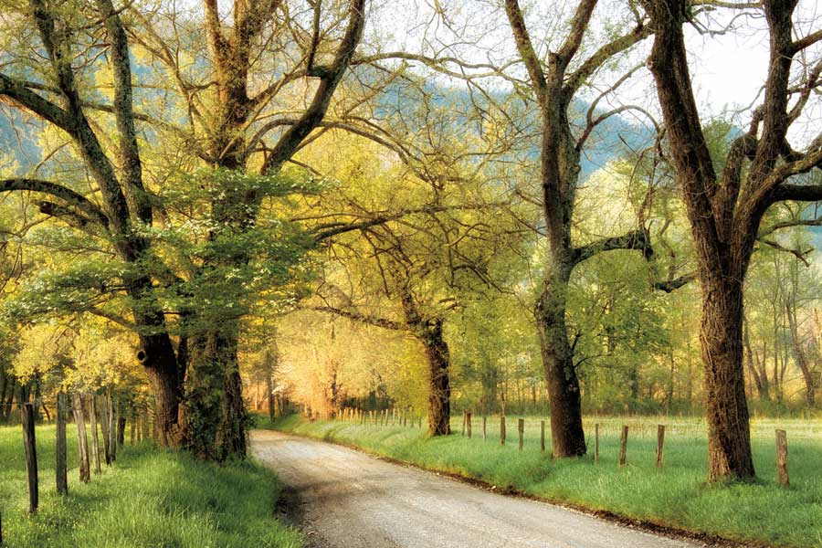 Warm Morning Light by artist  D. Burt