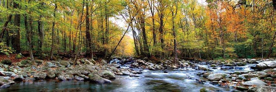 Porters Creek by artist  D. Burt