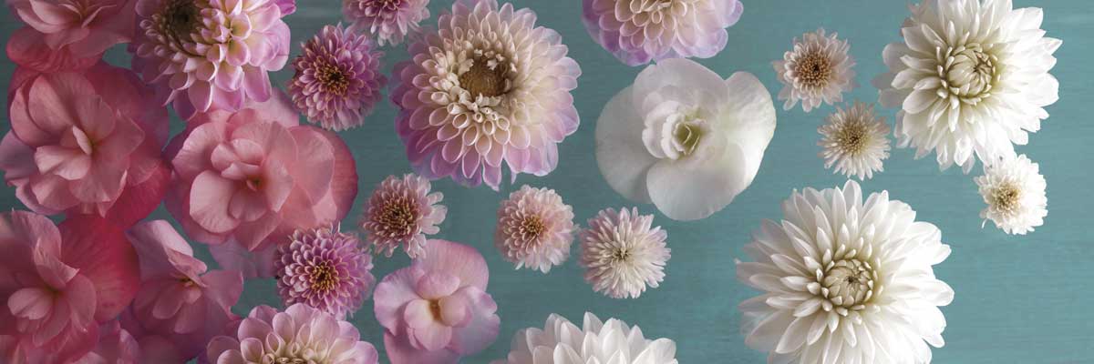 Garden Splash by artist  Assaf Frank