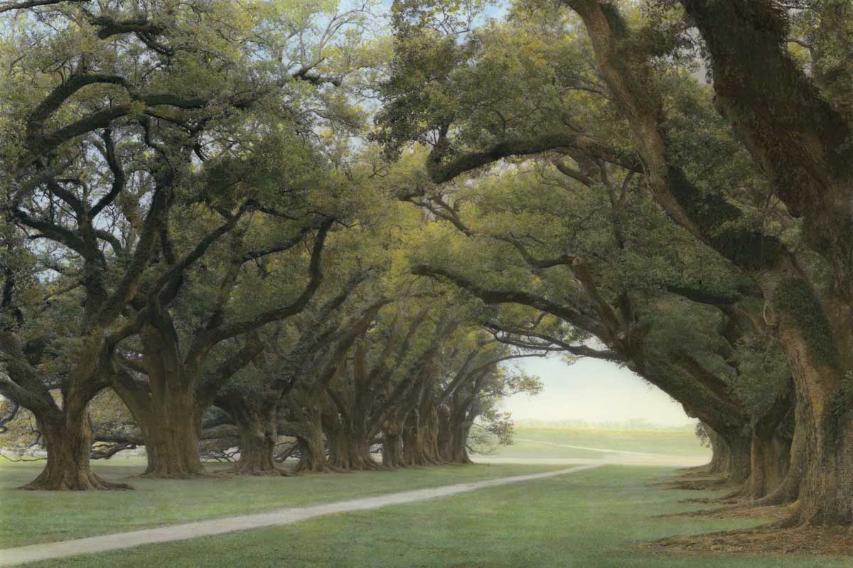 Alley of the Oaks by artist  William Guion