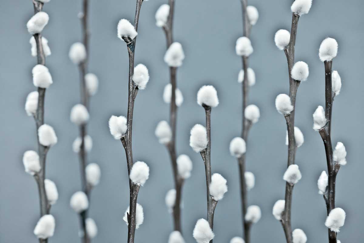 Protected by artist  Assaf Frank