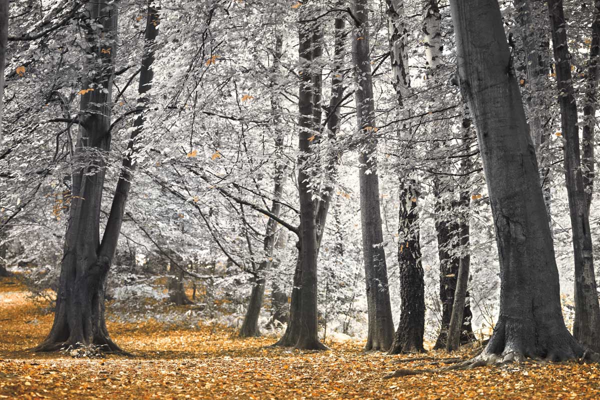 Autumn Trees and Leaves by artist  Assaf Frank