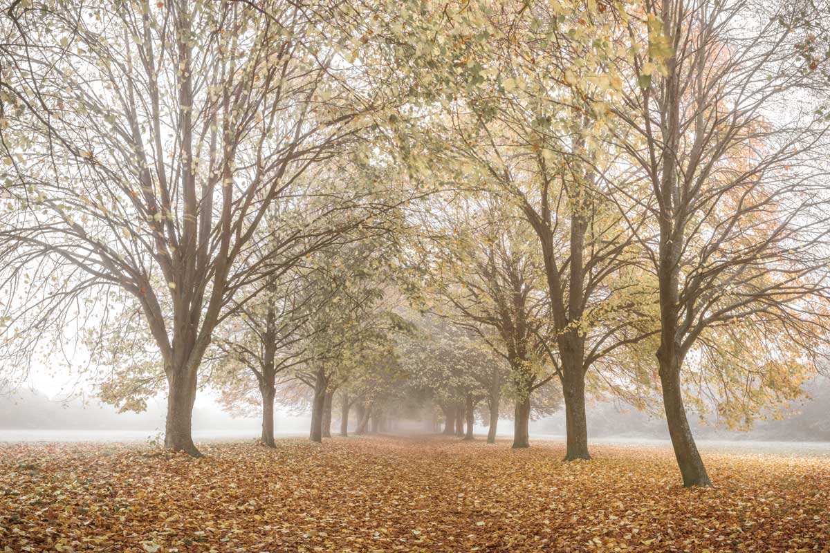 Autumn's Peace by artist  Assaf Frank