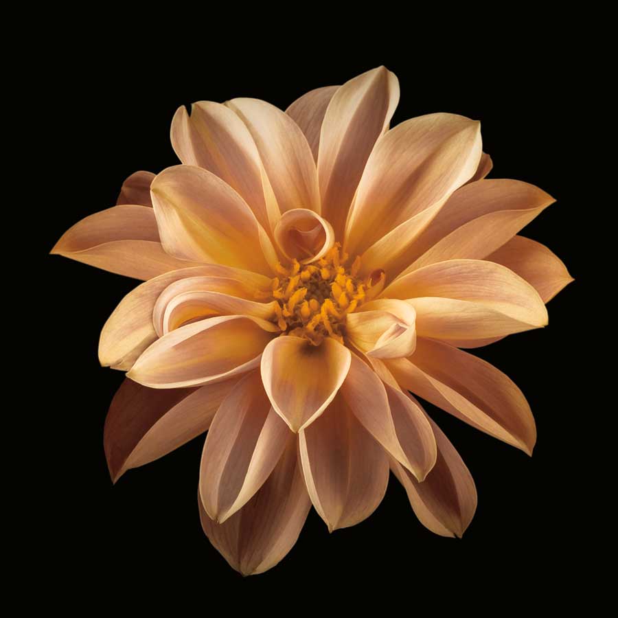 Four Keeps II by artist Assaf Frank