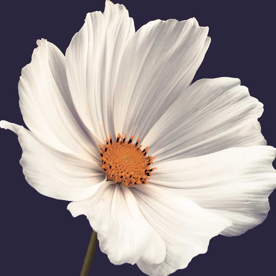 Cosmos I by artist Assaf Frank