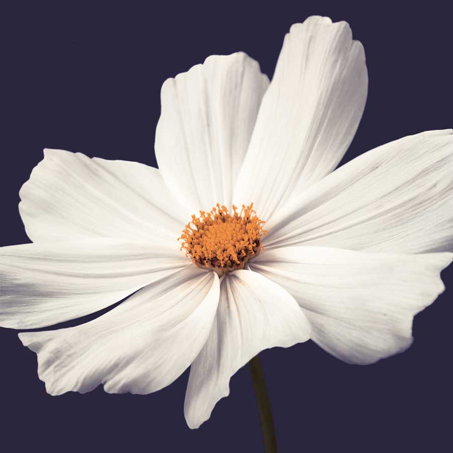 Cosmos II by artist Assaf Frank