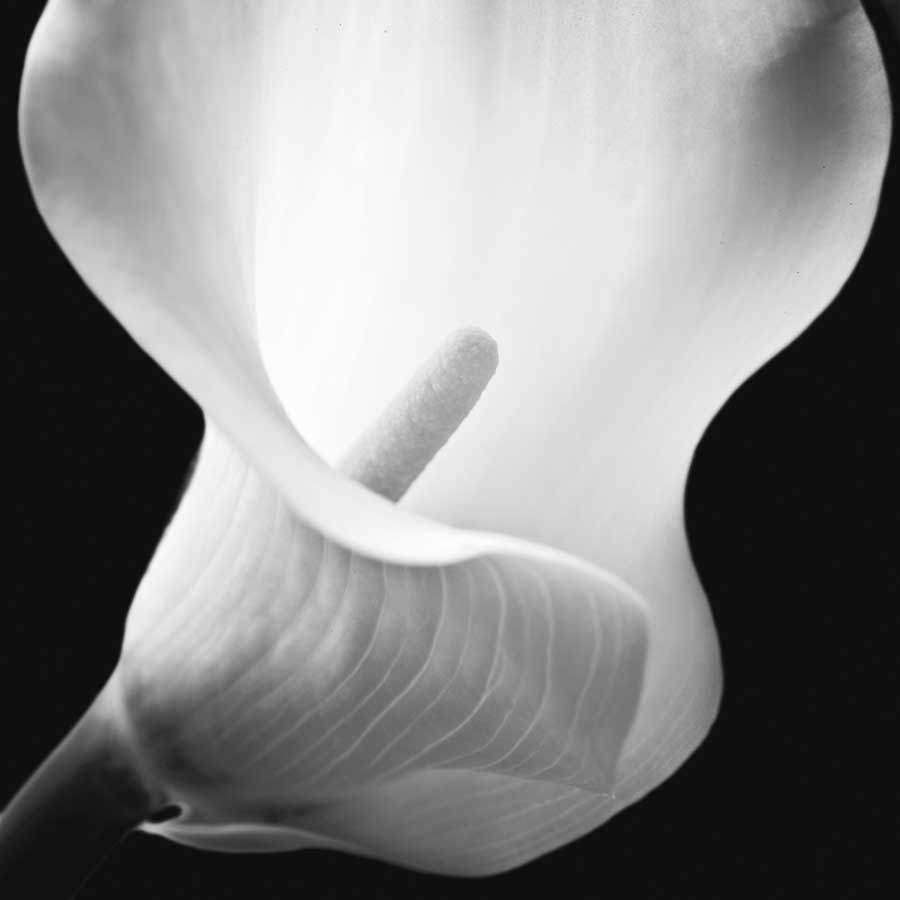 Softness I by artist Assaf Frank