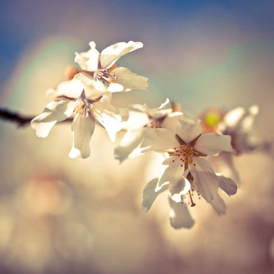 Soft Bloom I by artist Assaf Frank