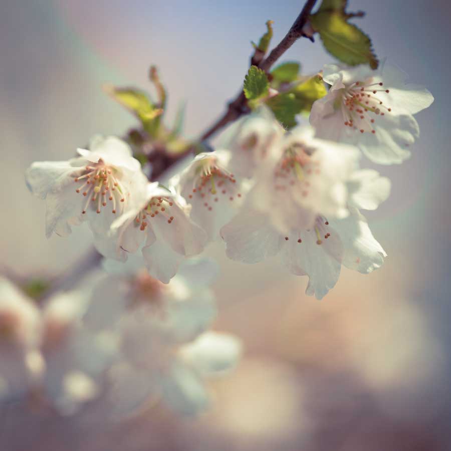 Soft Bloom II by artist Assaf Frank