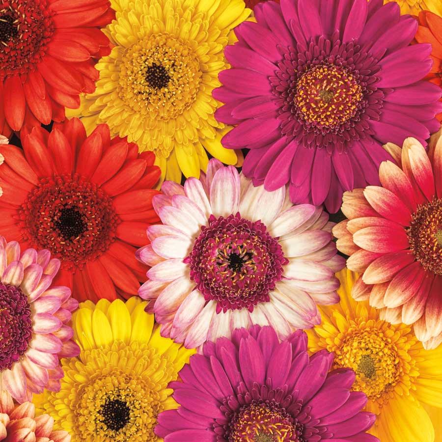 Splash of Color I by artist Assaf Frank