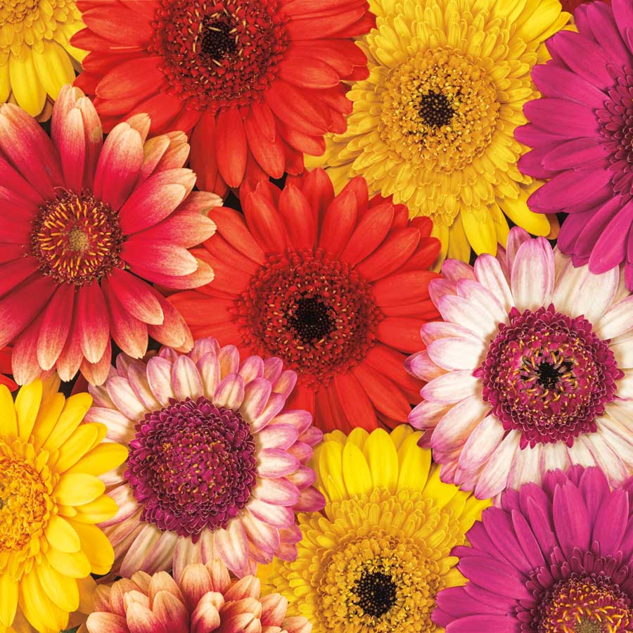 Splash of Color II by artist Assaf Frank