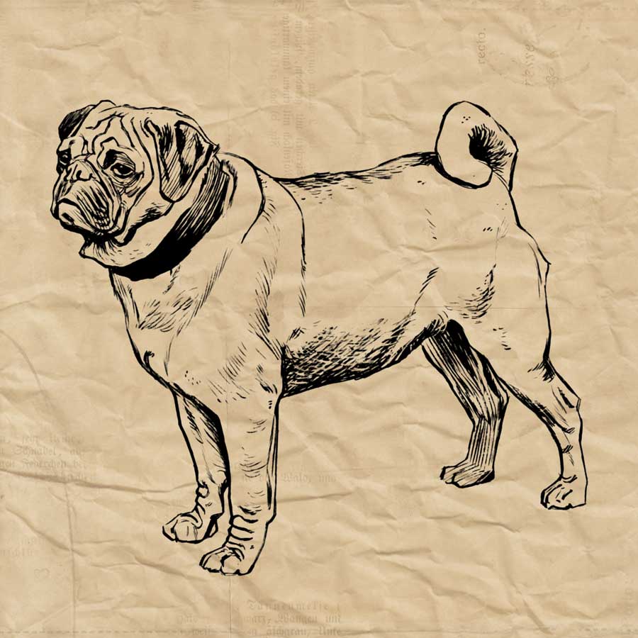 Pug by artist Sabine Berg