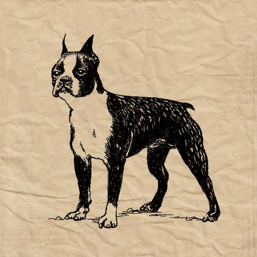 Boston Terrier by artist Sabine Berg