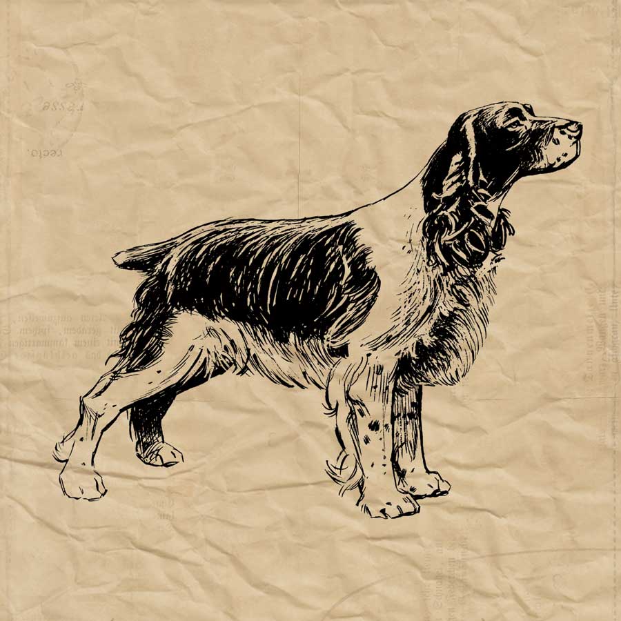 Spaniel by artist Sabine Berg
