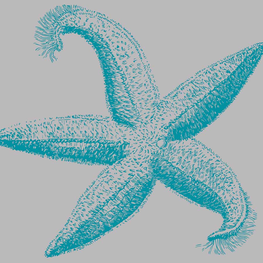 Sea Stars I by artist Sabine Berg