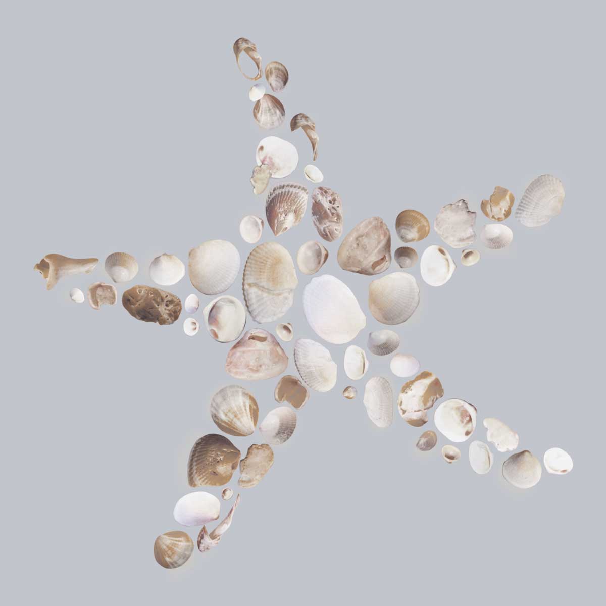 Starfish by artist  Justin Lloyd