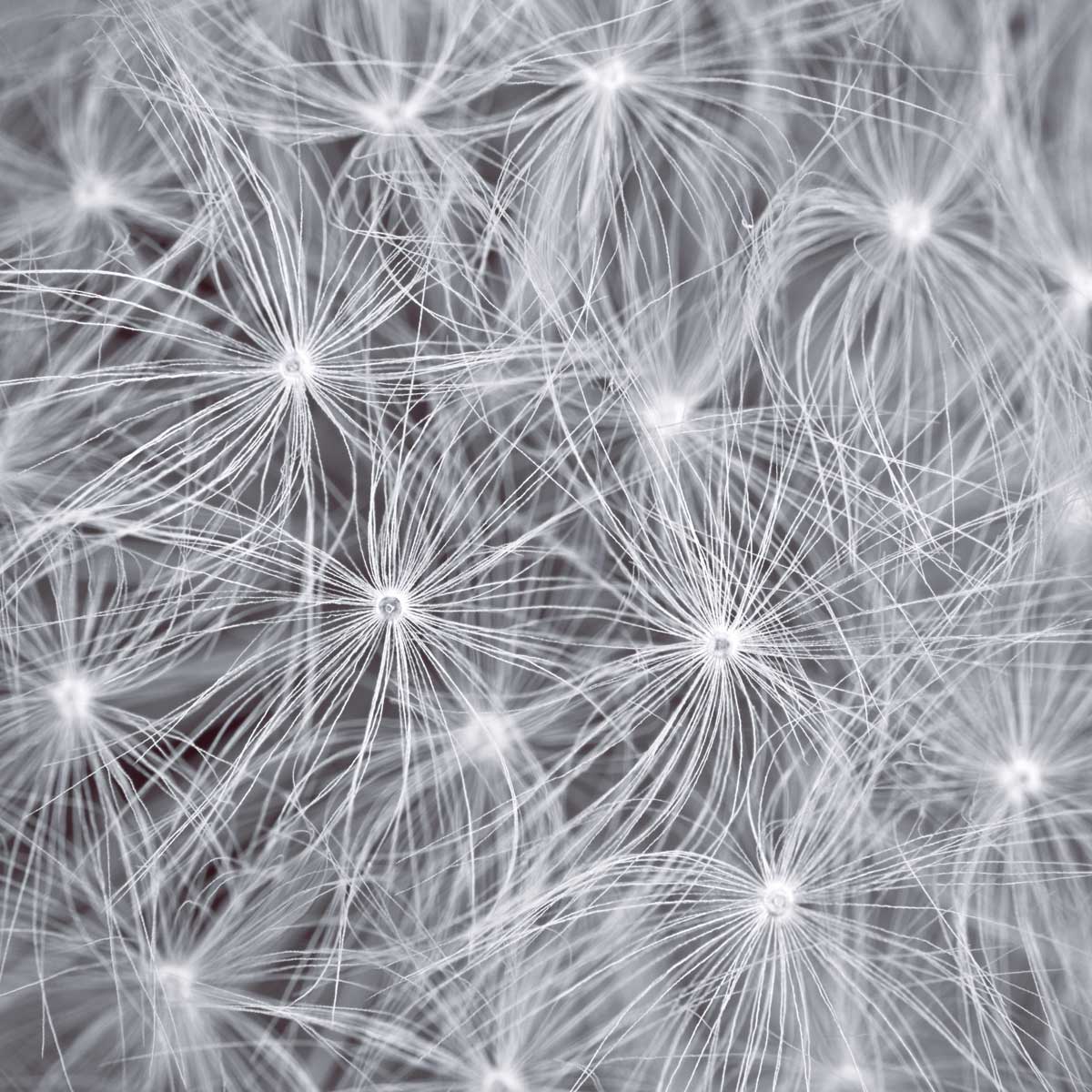 Natural Designs I by artist  Assaf Frank