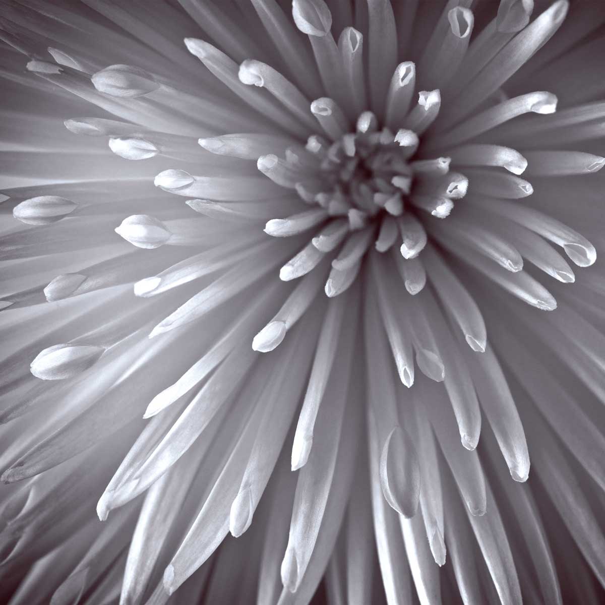 Natural Designs II by artist  Assaf Frank