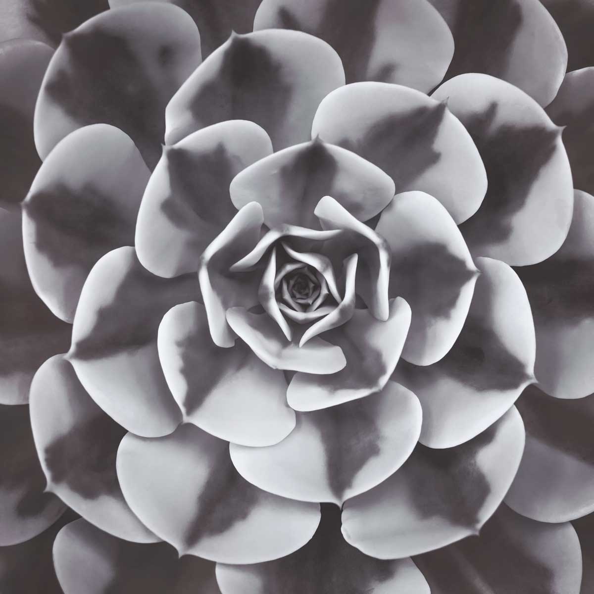 Natural Designs III by artist  Assaf Frank