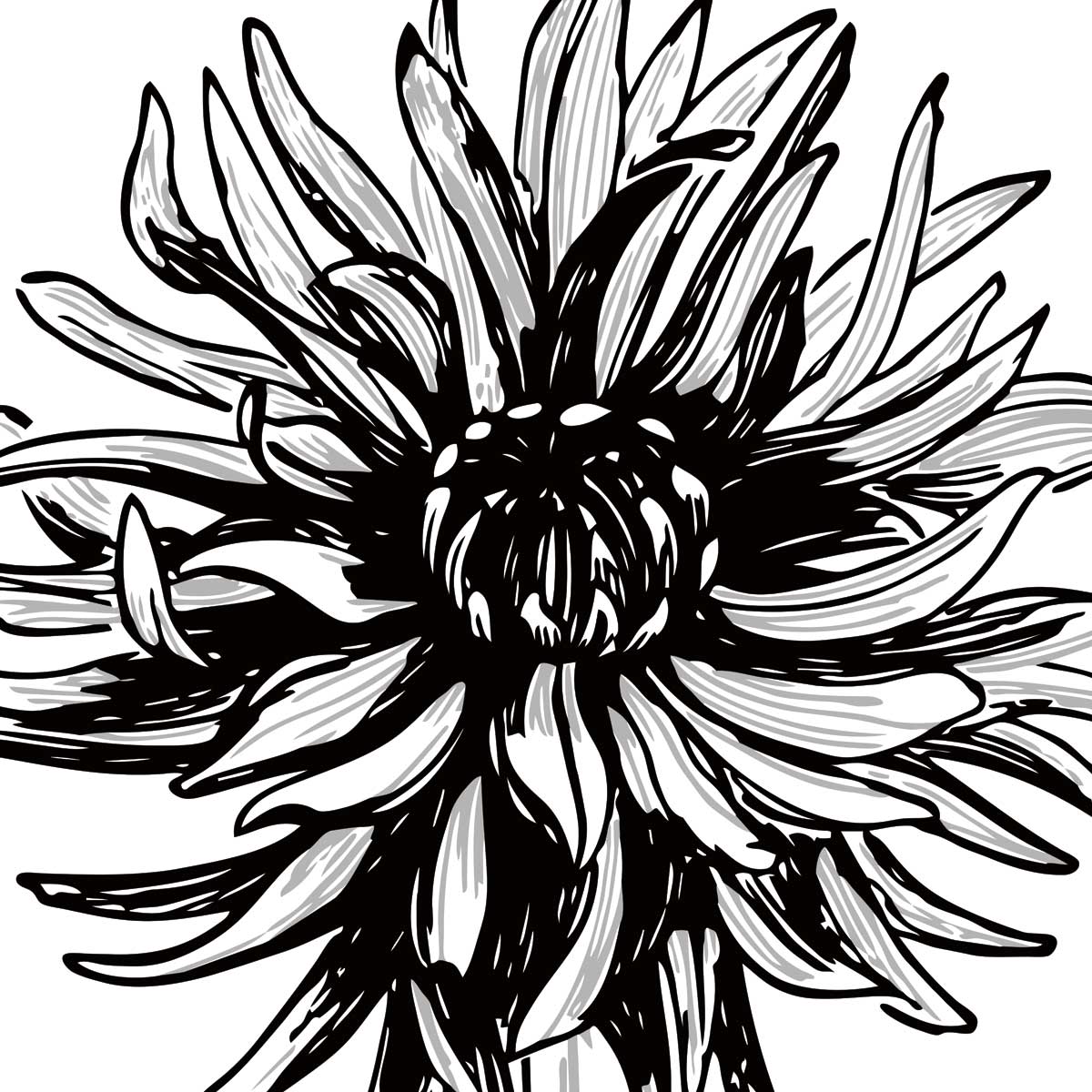 Floral Outlines II by artist  Sabine Berg