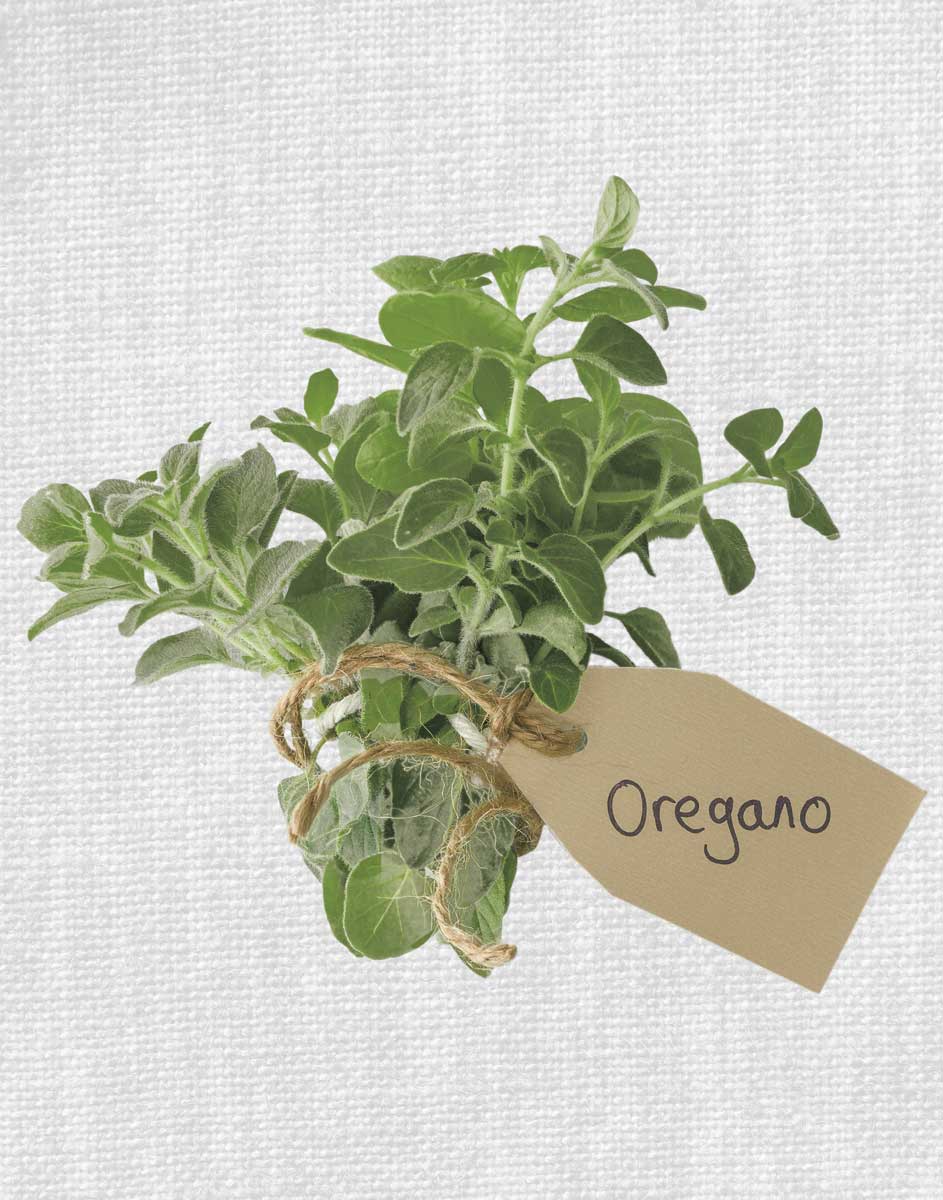 Oregano by artist  Assaf Frank