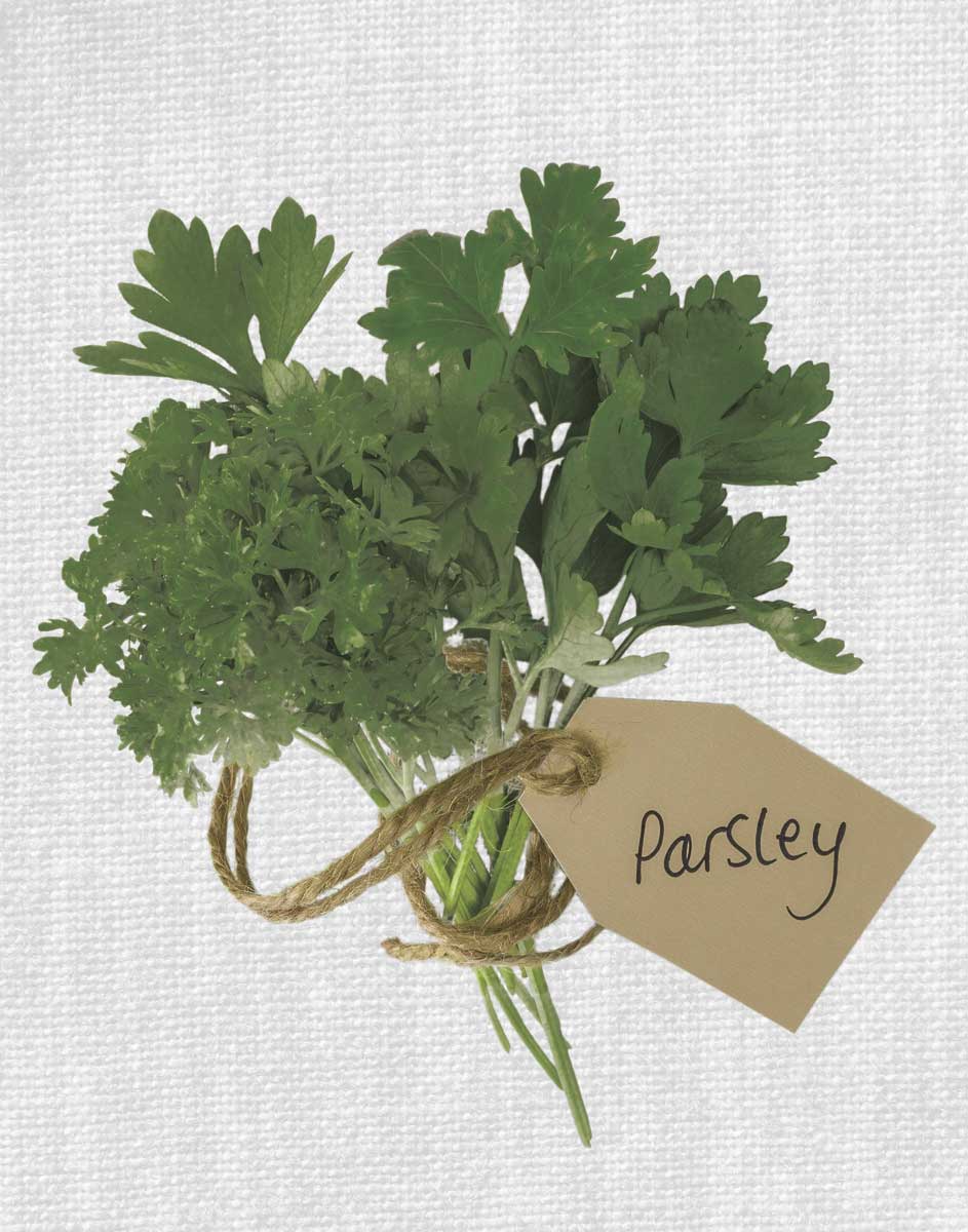 Parsley by artist  Assaf Frank