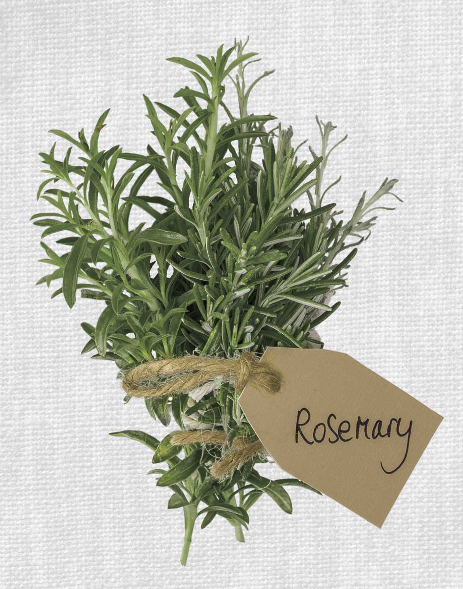 Rosemary by artist  Assaf Frank