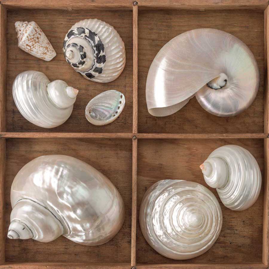 Seashells Treasures I by artist  Assaf Frank