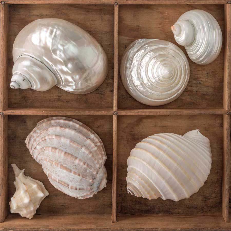 Seashells Treasures II by artist  Assaf Frank