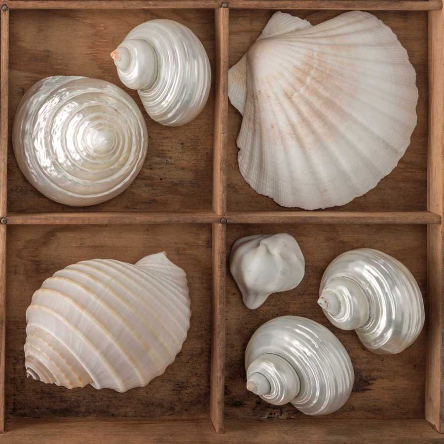 Seashells Treasures III by artist  Assaf Frank