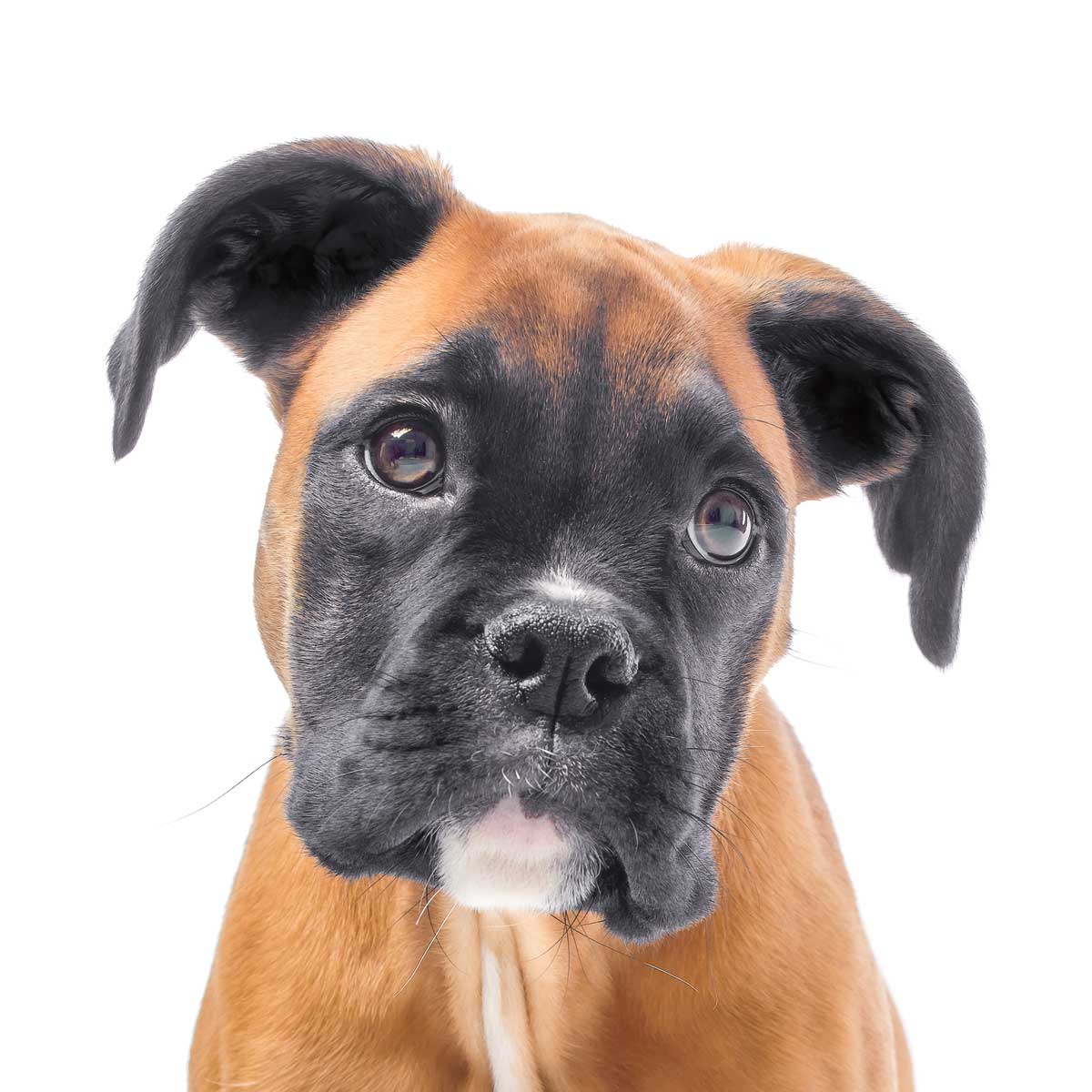 Tyson by artist  Assaf Frank