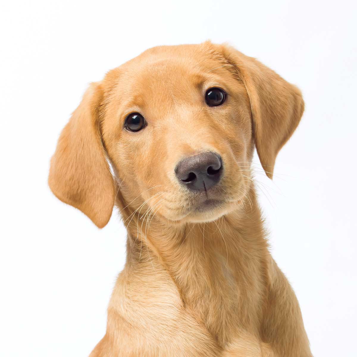 Max by artist  Assaf Frank