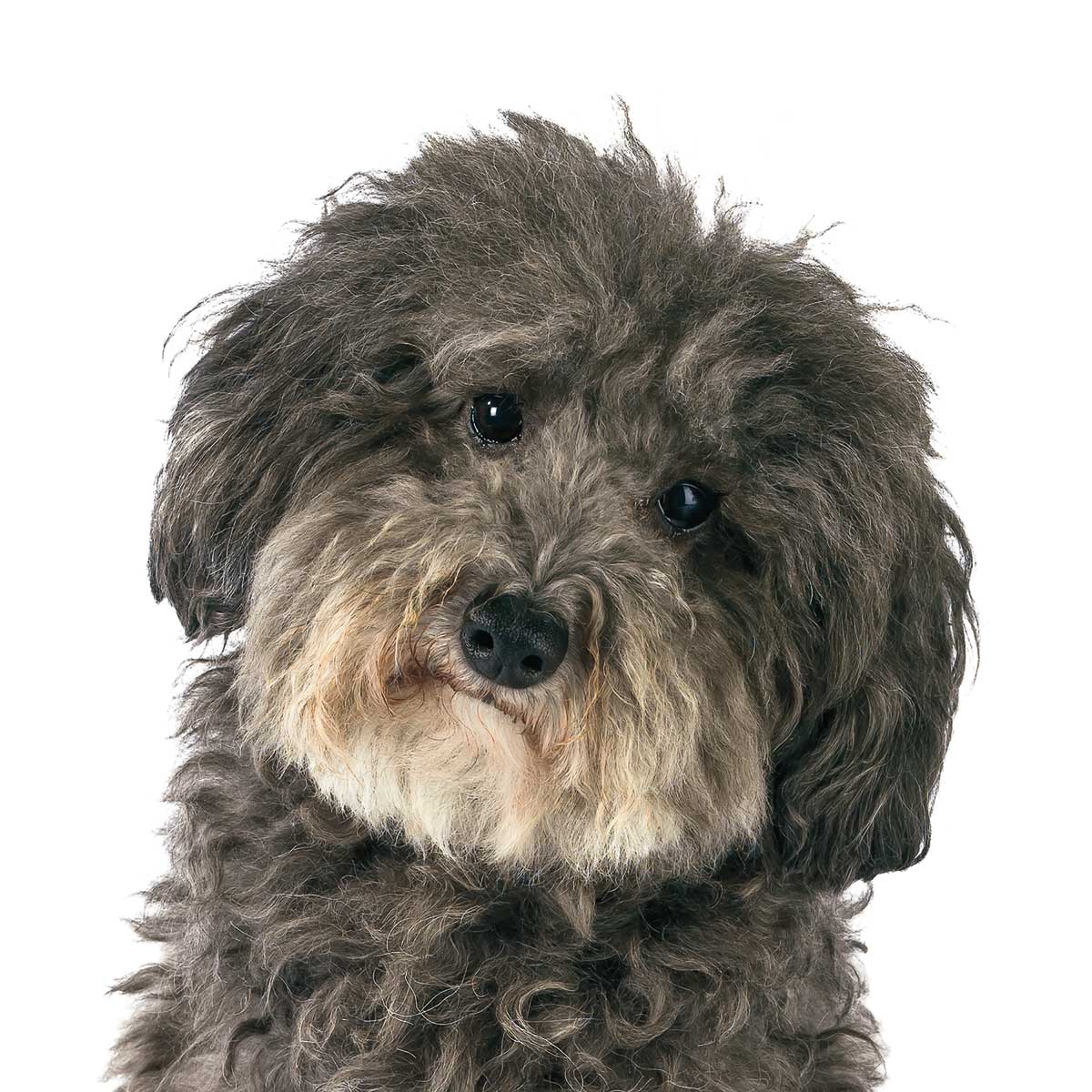 Molly by artist  Assaf Frank