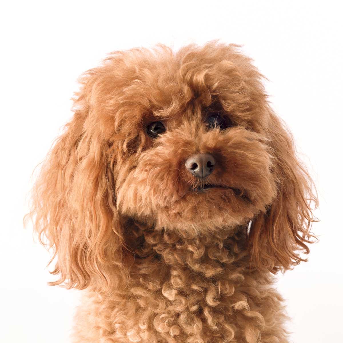 Ralph by artist  Assaf Frank