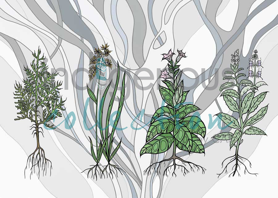 Aanjinaawad Ombaabate / Medicine  by artist Adrienne Assinewai