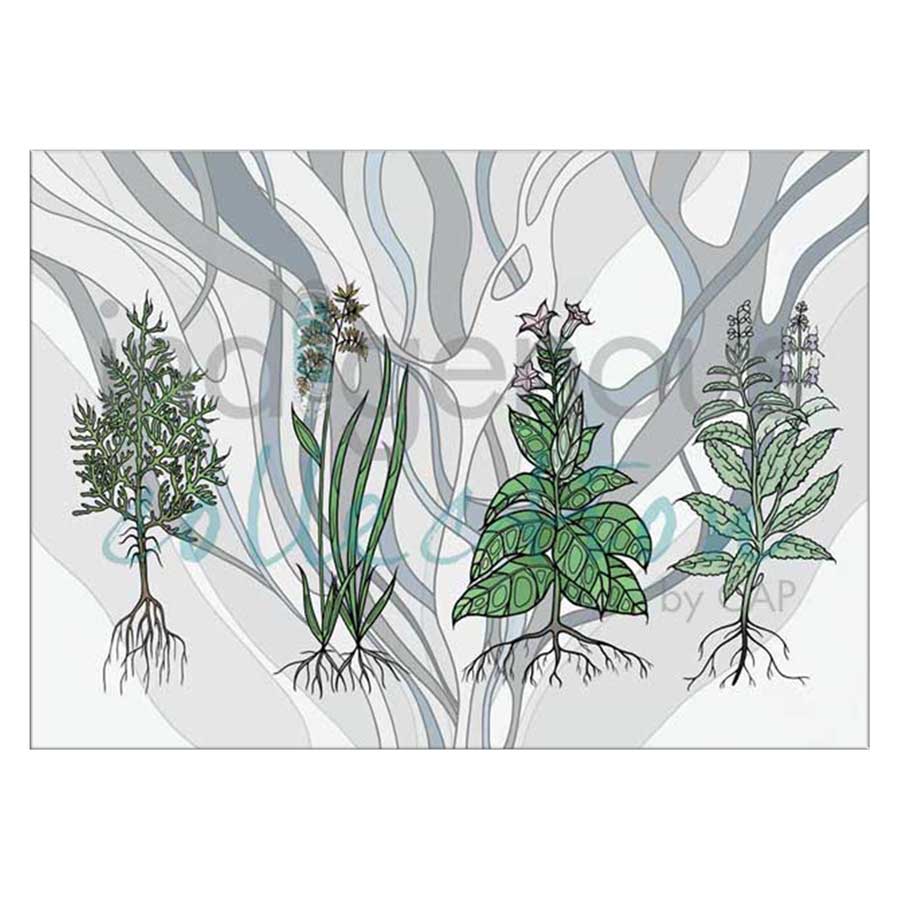 Aanjinaawad Ombaabate / Medicine  Canvas Prints