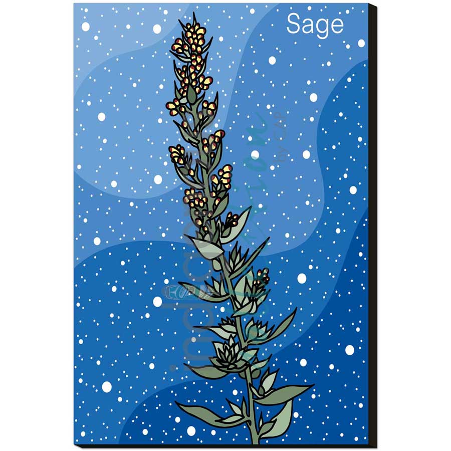 Sage by artist Marissa Indoe - Anishinaabe. Indigenous Collection