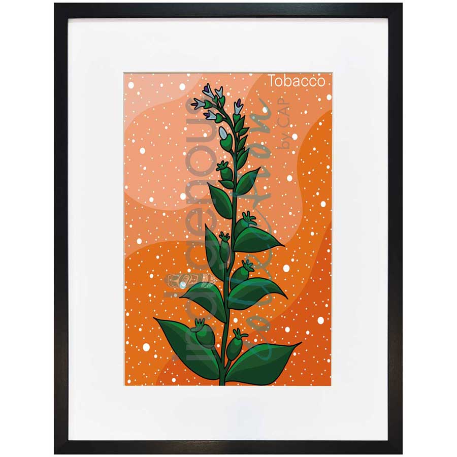 Tobacco by artist Marissa Indoe - Anishinaabe. Indigenous Collection