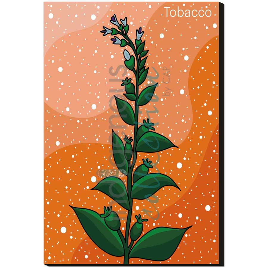 Tobacco by artist Marissa Indoe - Anishinaabe. Indigenous Collection