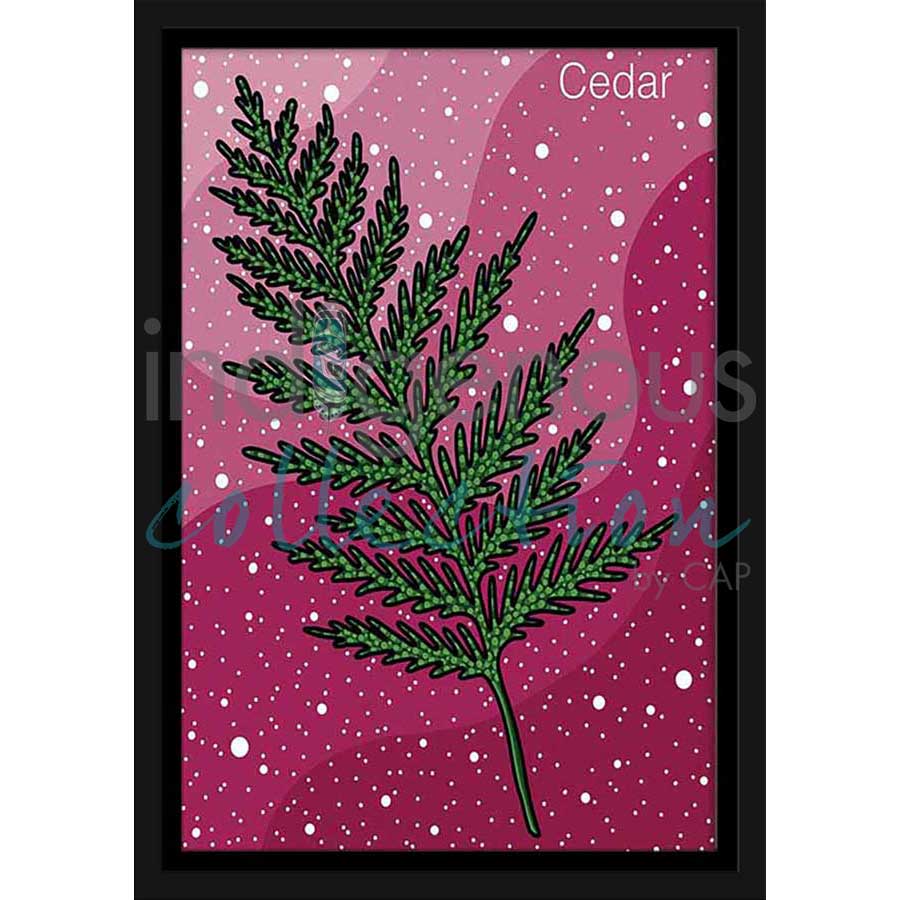Cedar by artist Marissa Indoe - Anishinaabe. Indigenous Collection