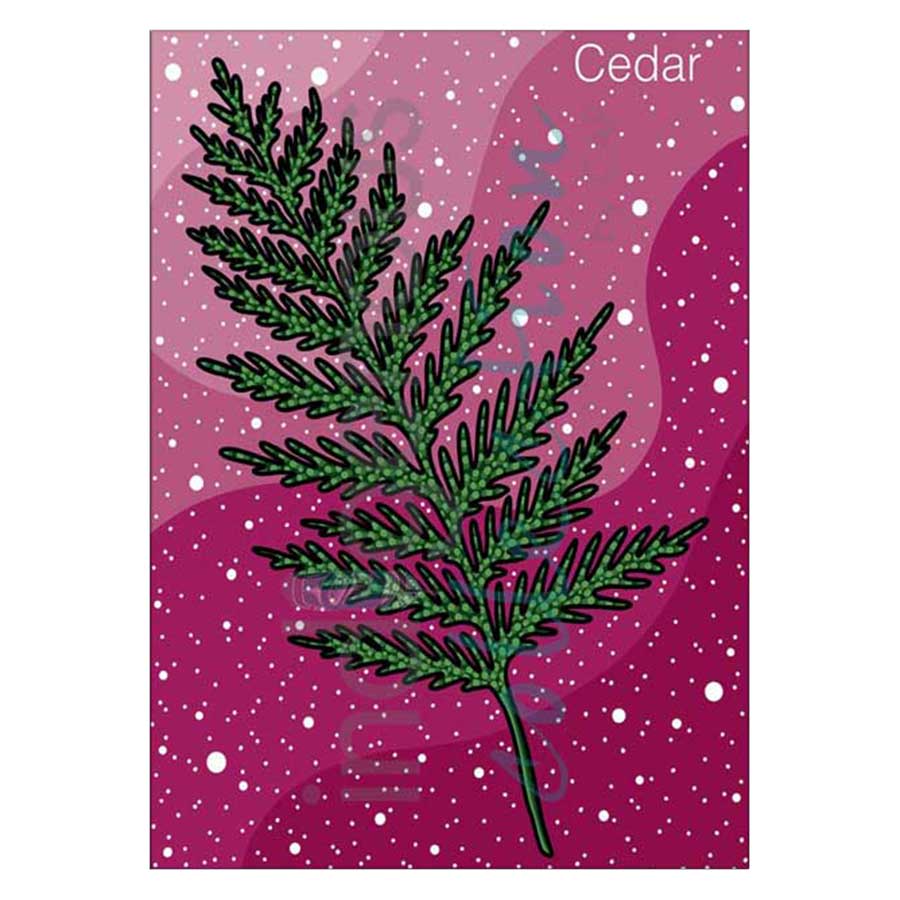 Cedar Canvas Prints